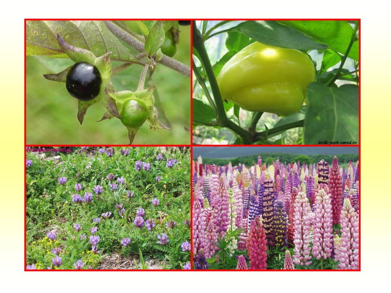 Семейство Пасленовые овощные