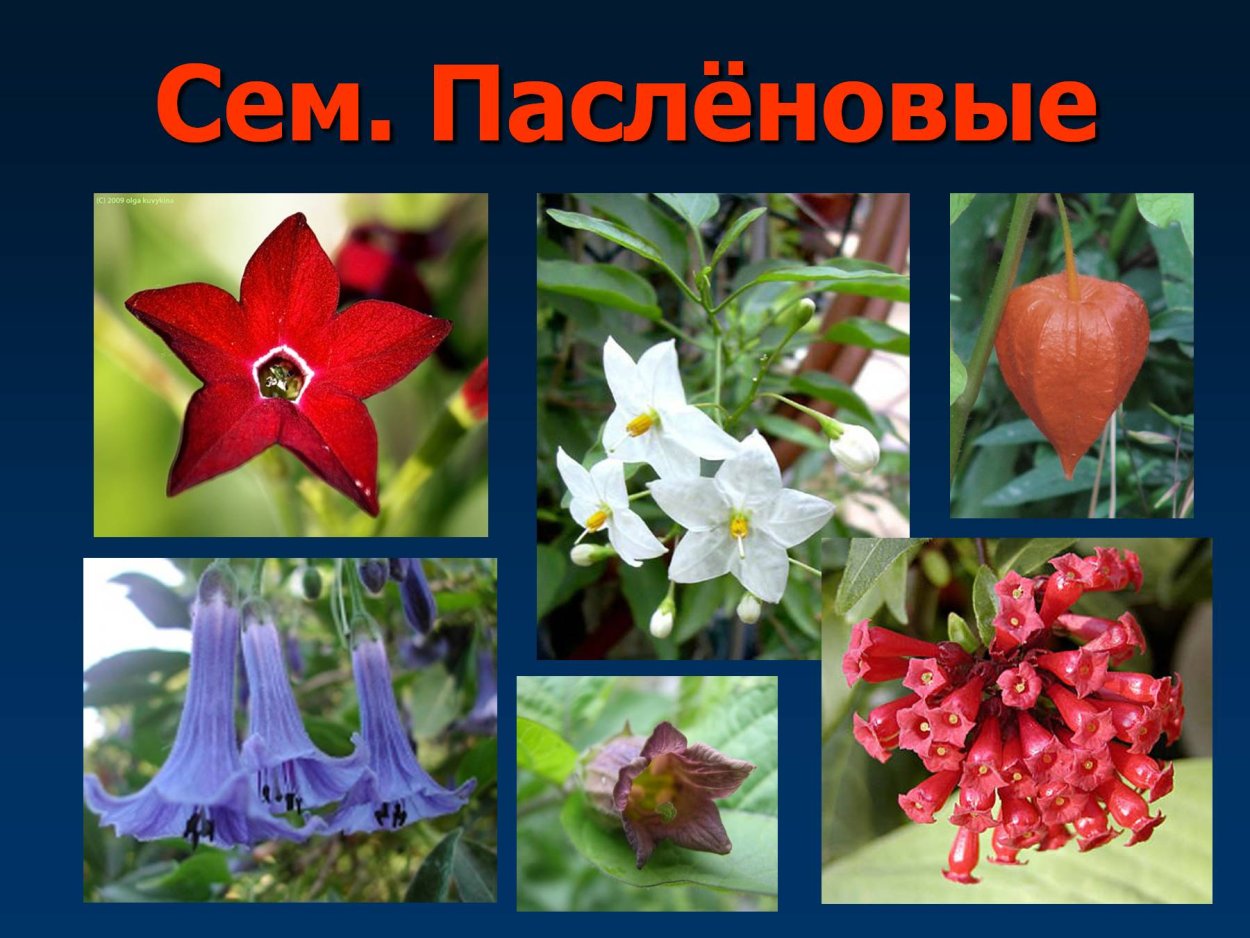 Пасленовые цветковые растения