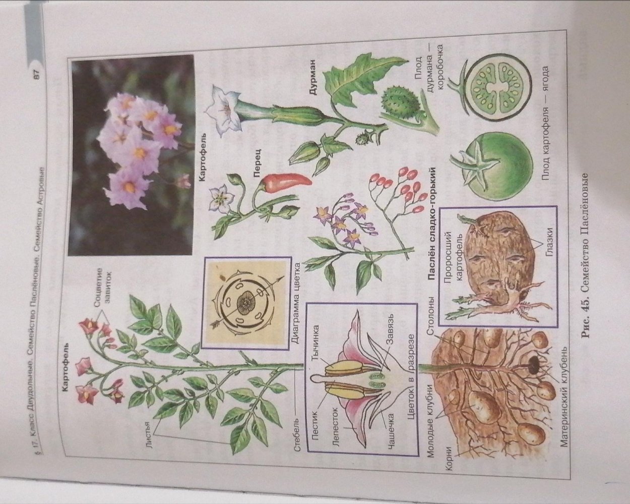 Побеги Solanum tuberosum