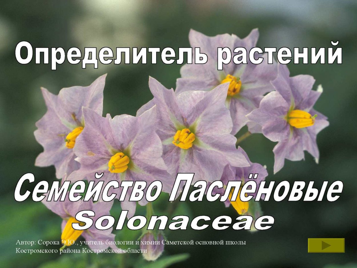 Белена и дурман Пасленовые растения