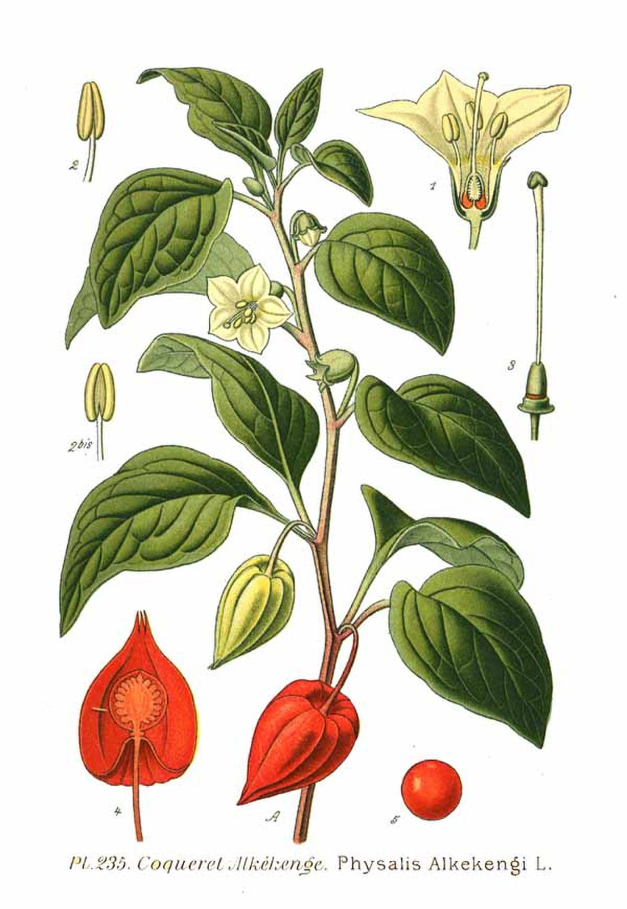 Паслен сладко-Горький (Solanum Dulcamara)