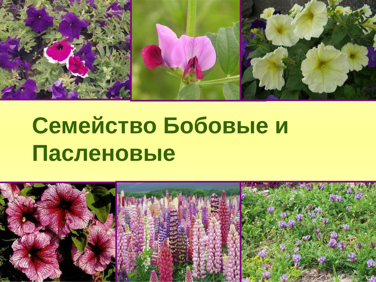 Двудольные растения бобовые