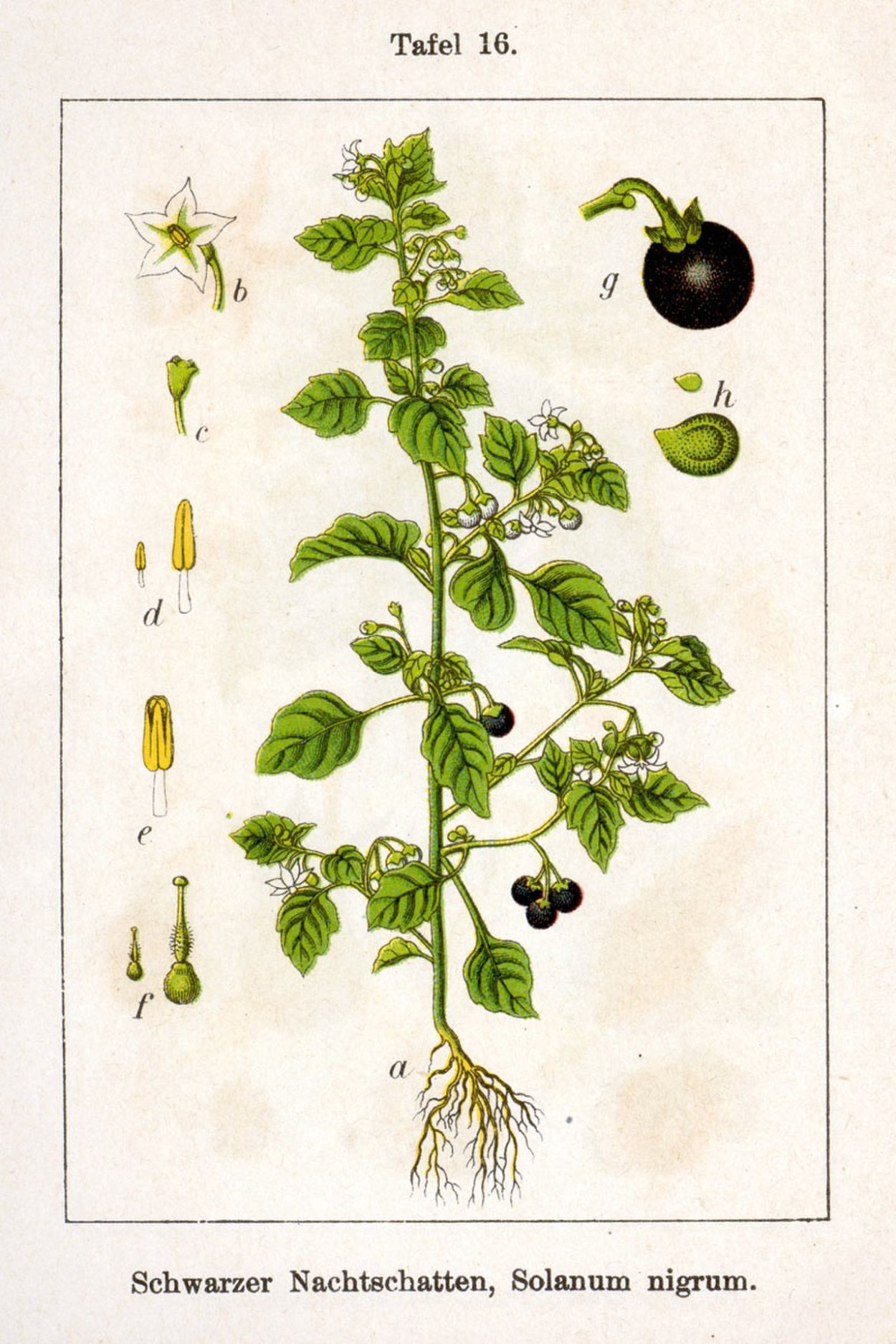 Паслен черный (Solanum nigrum)