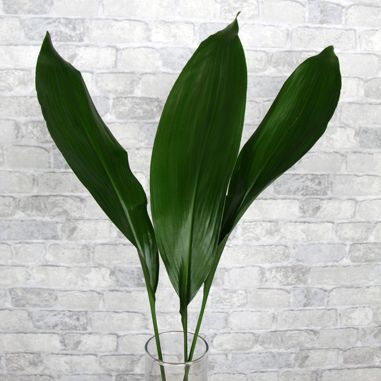 Аспидистра аттенуата