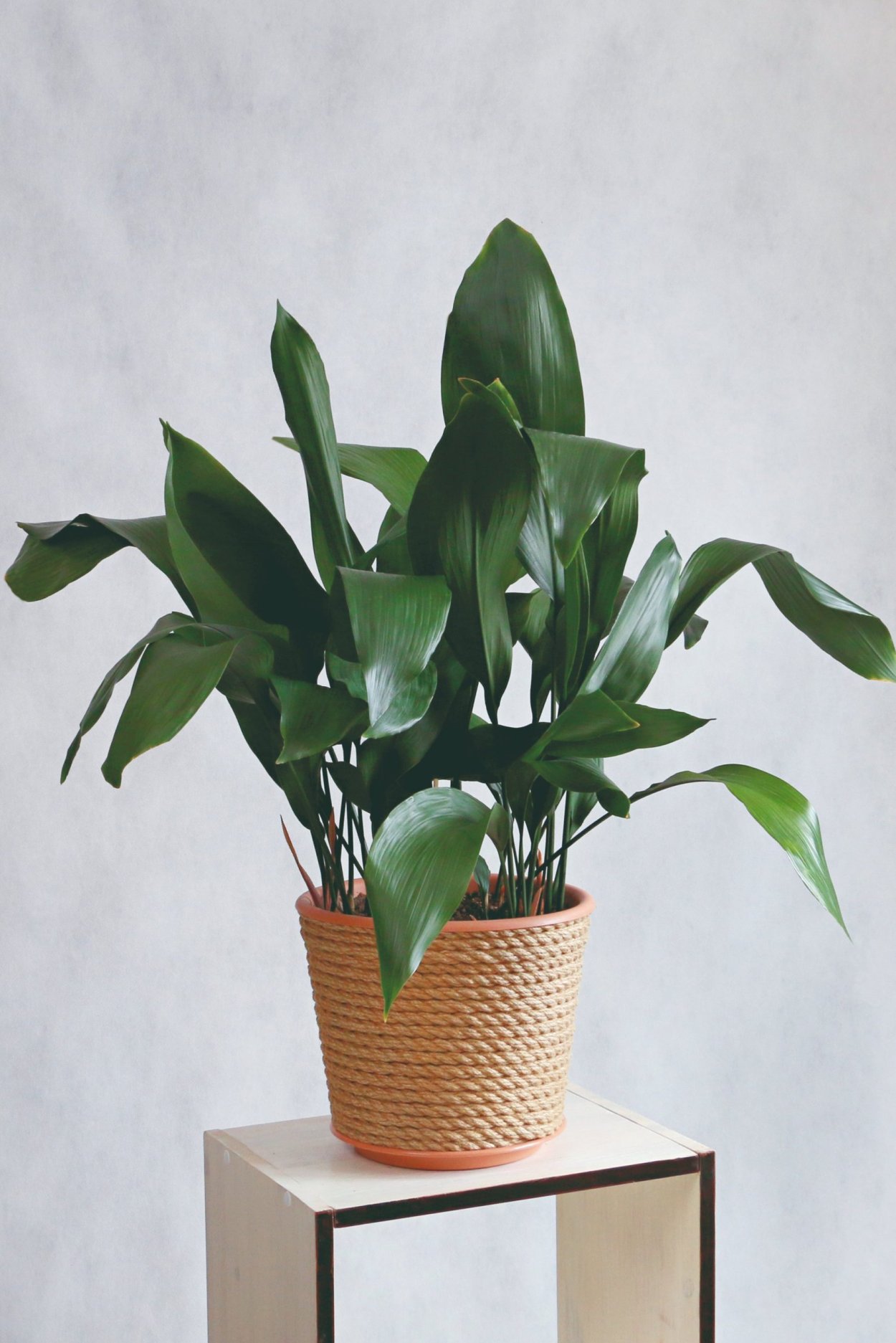 Фикус Аспидистра