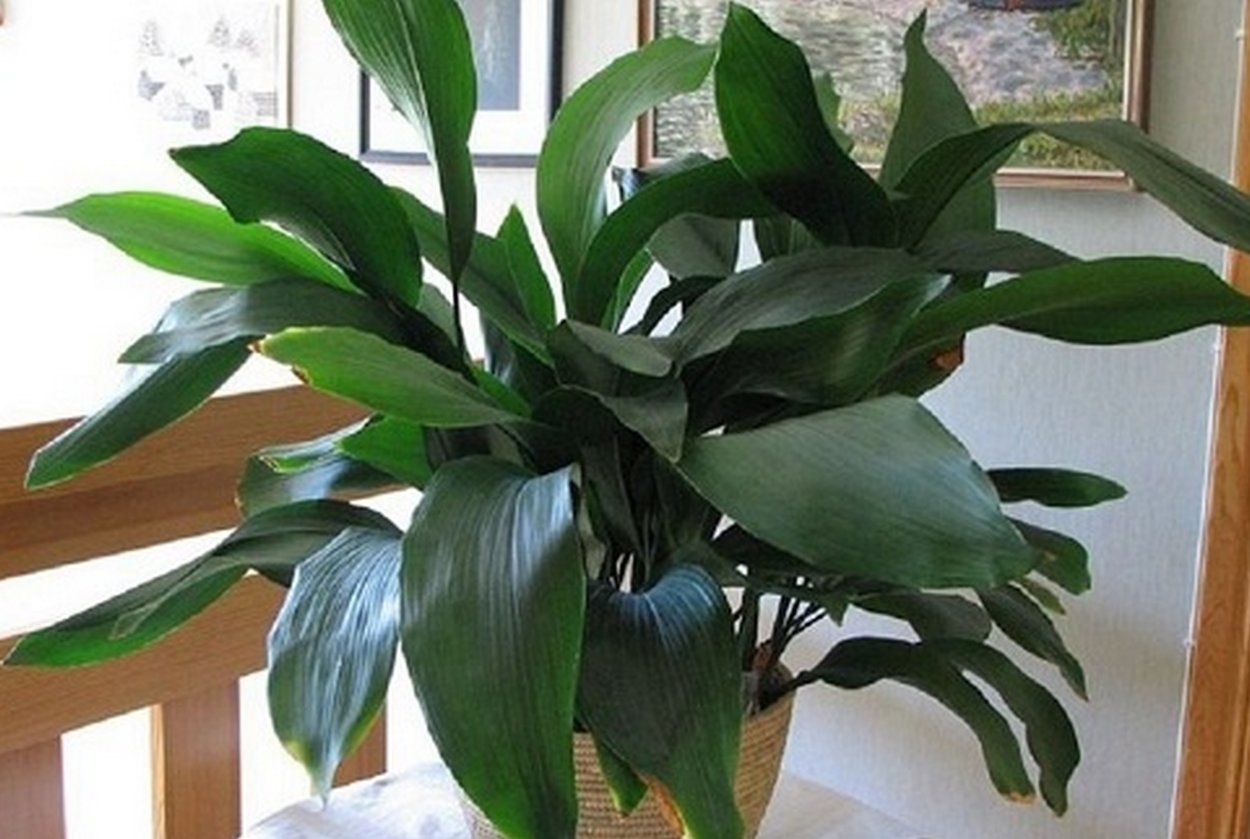 Аспидистра дружная семейка