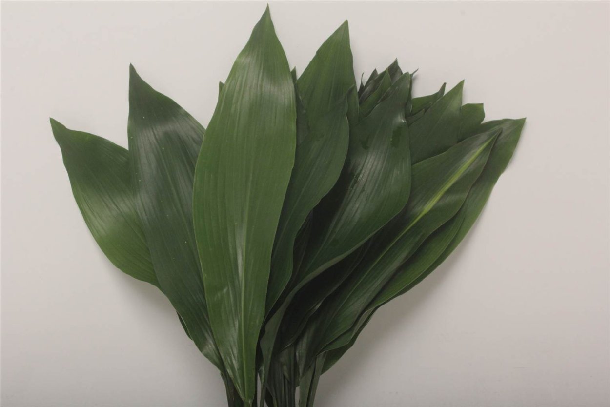 Аспидистра elatior (d17 h100)