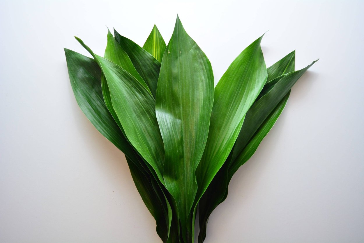 Аспидистра Элатиор