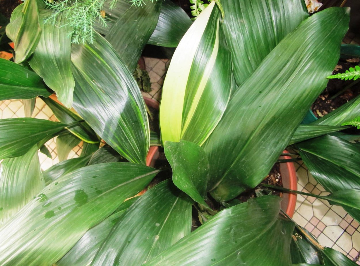 Аспидистру зеленый шар