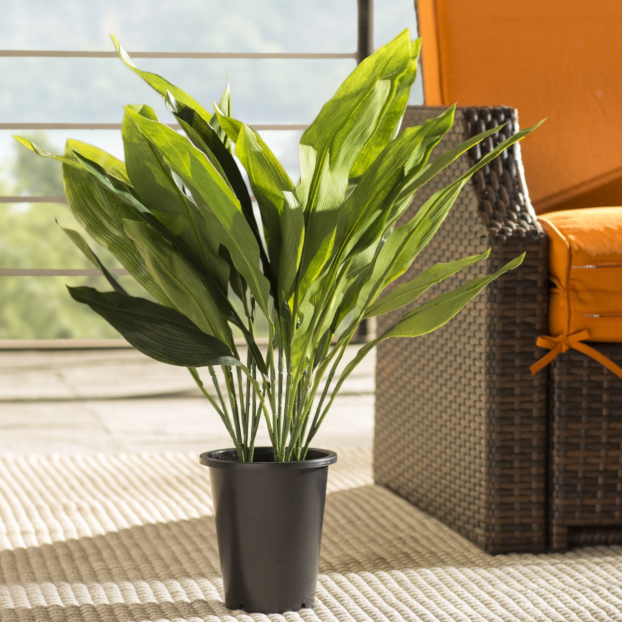 Аспидистра Блюме