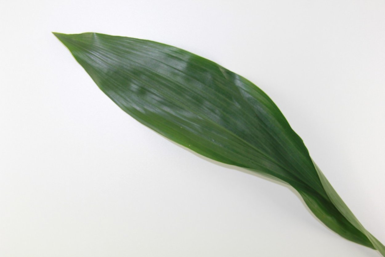 Лилейные семейство Аспидистра