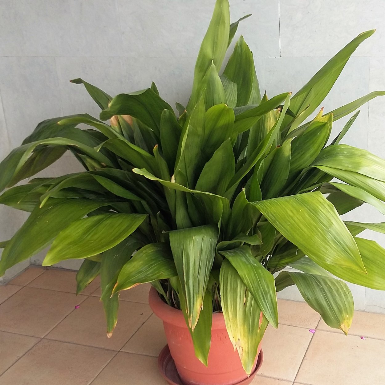 Аспидистра elatior