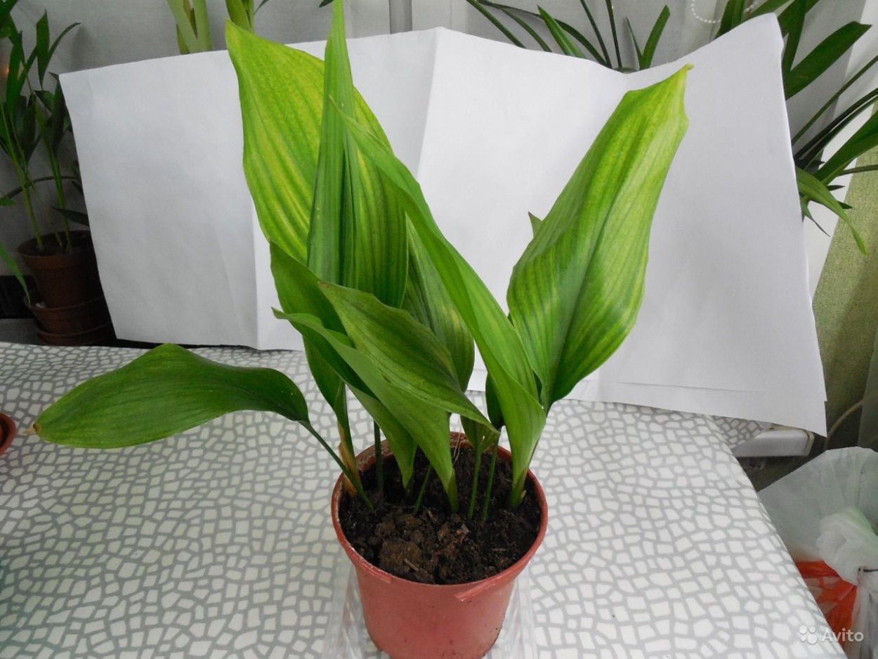Аспидистра дружная семейка