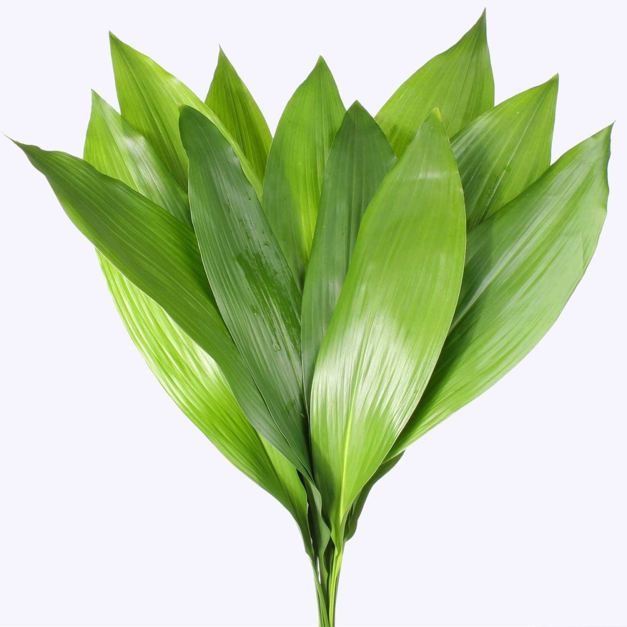 Аспидистра Blume