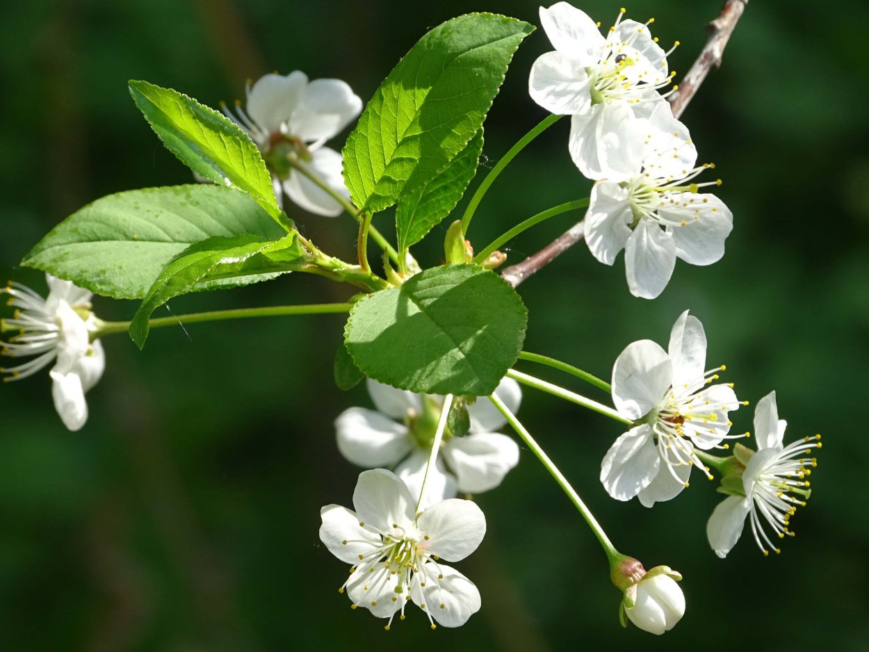 Строение покрытосеменных растений строение цветка
