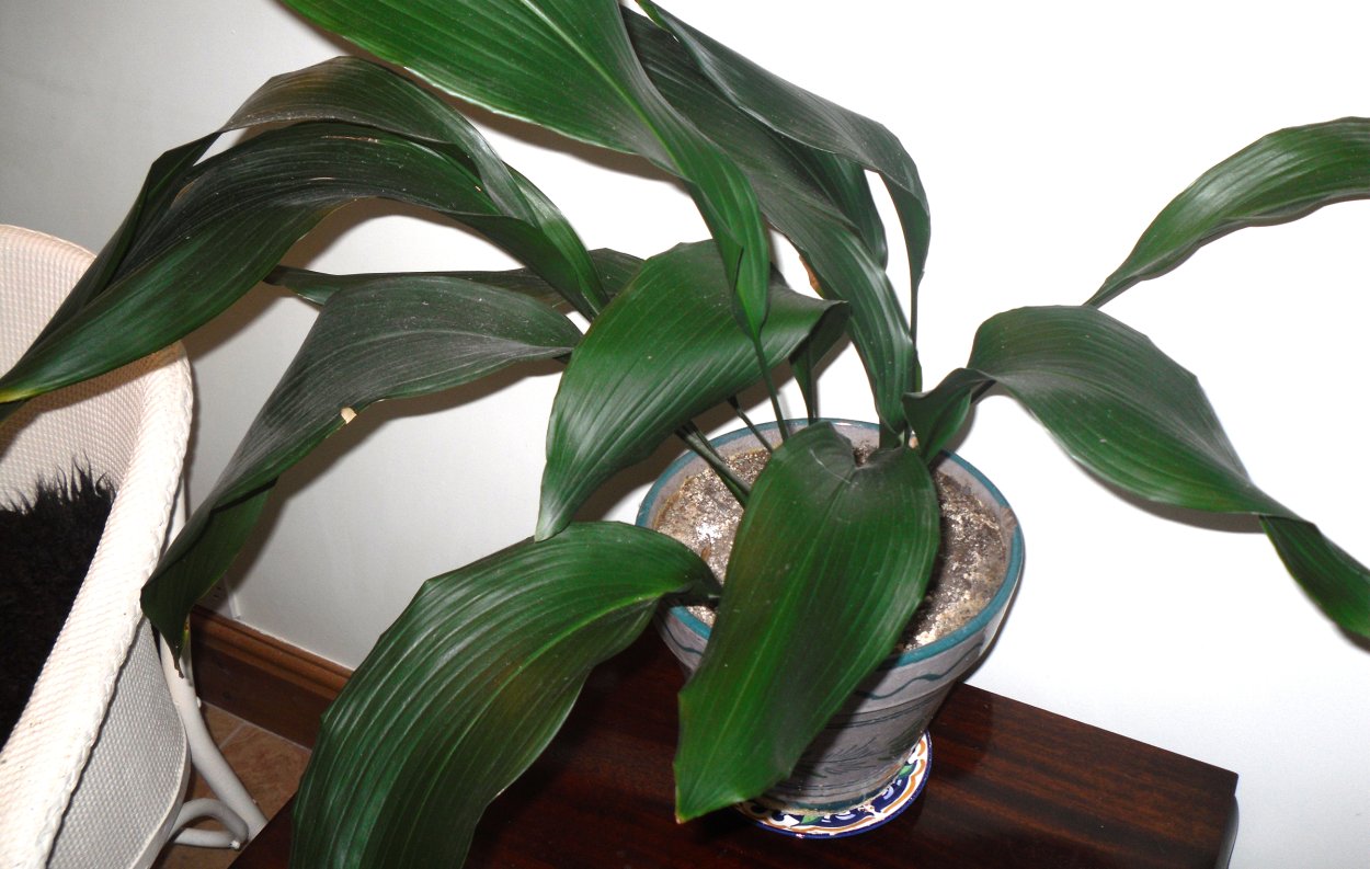 Аспидистра и Кливия