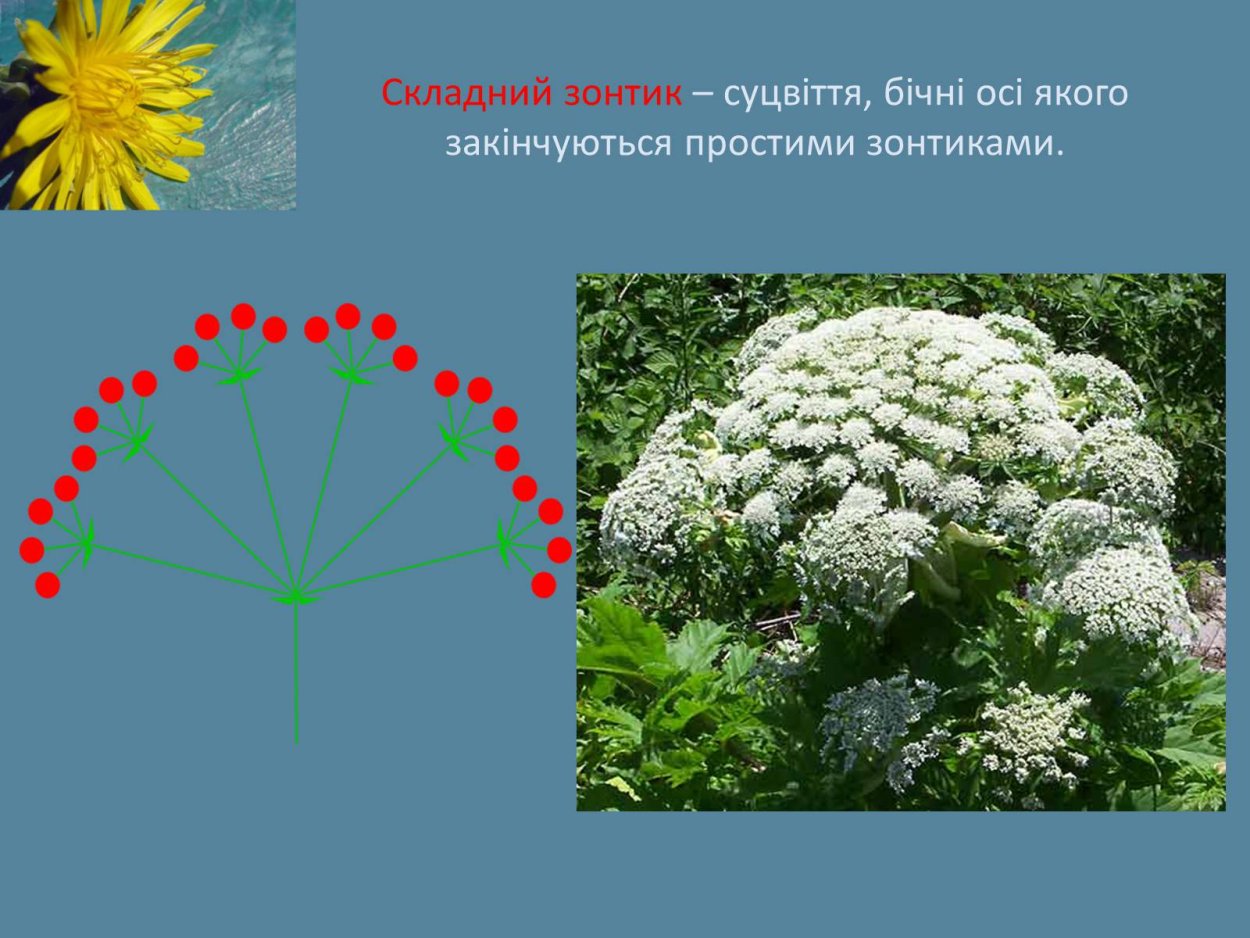 Таблица соцветия название схема