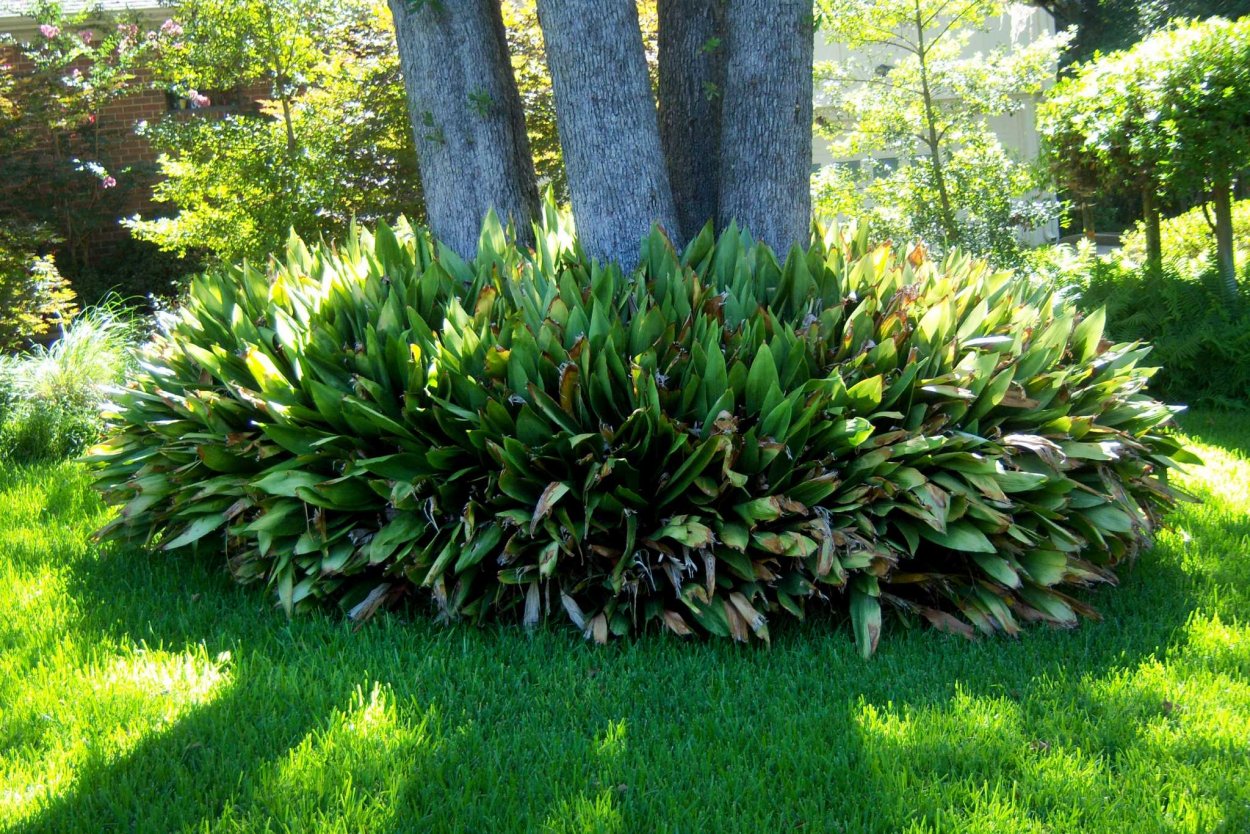 Как цветет Аспидистра