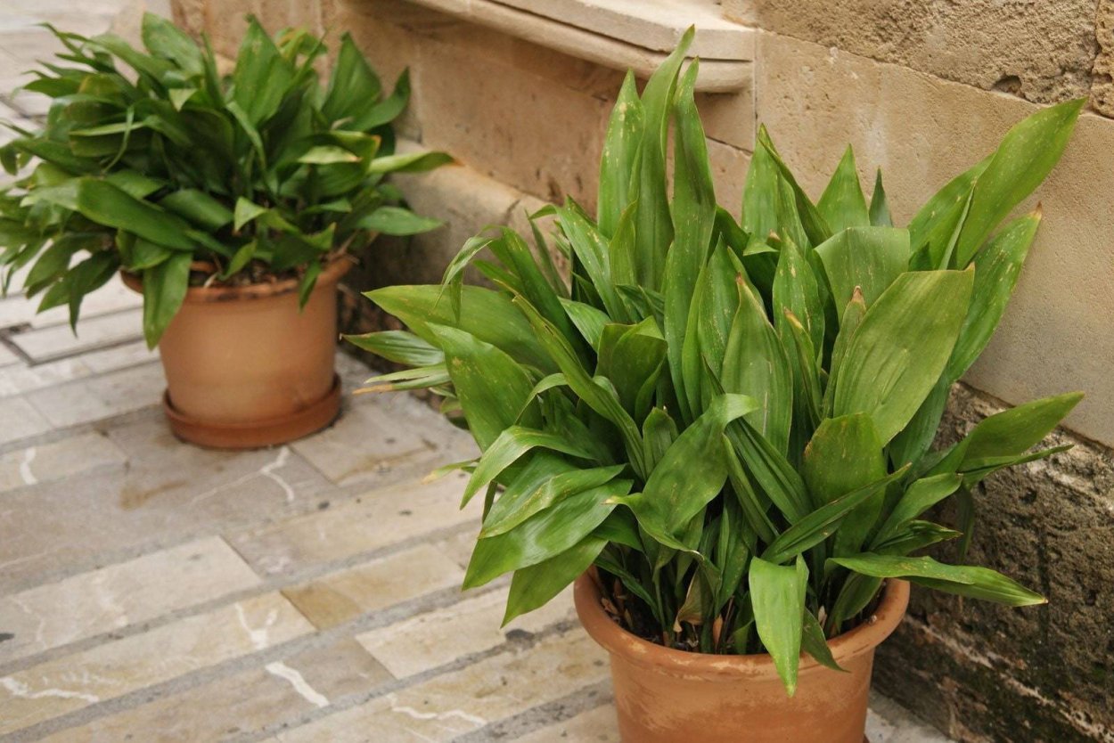 Аспидистра аттенуата