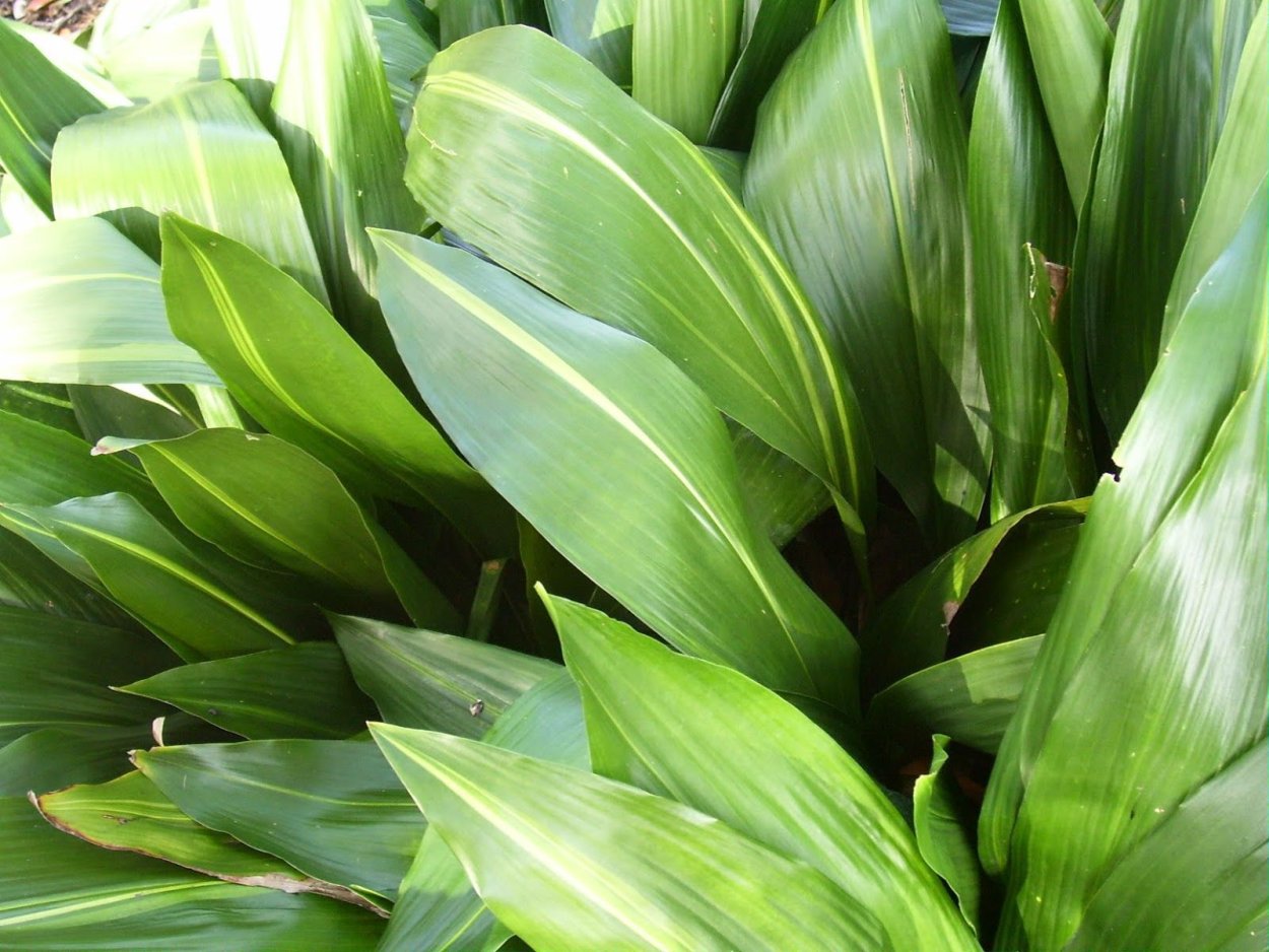 Аспидистра дружная семейка