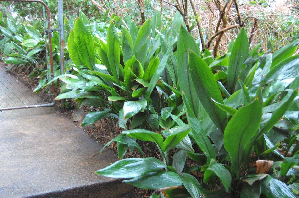 Комнатное растение спатифиллум