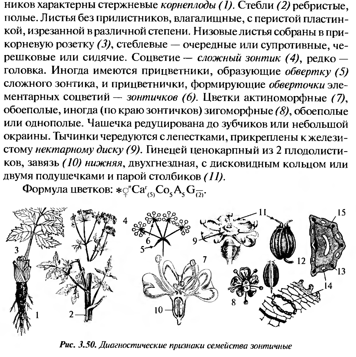 Семейства крестоцветные и Розоцветные таблица