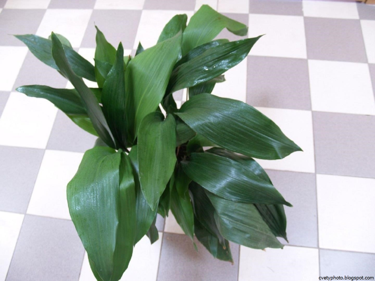 Аспидистра дружная семейка