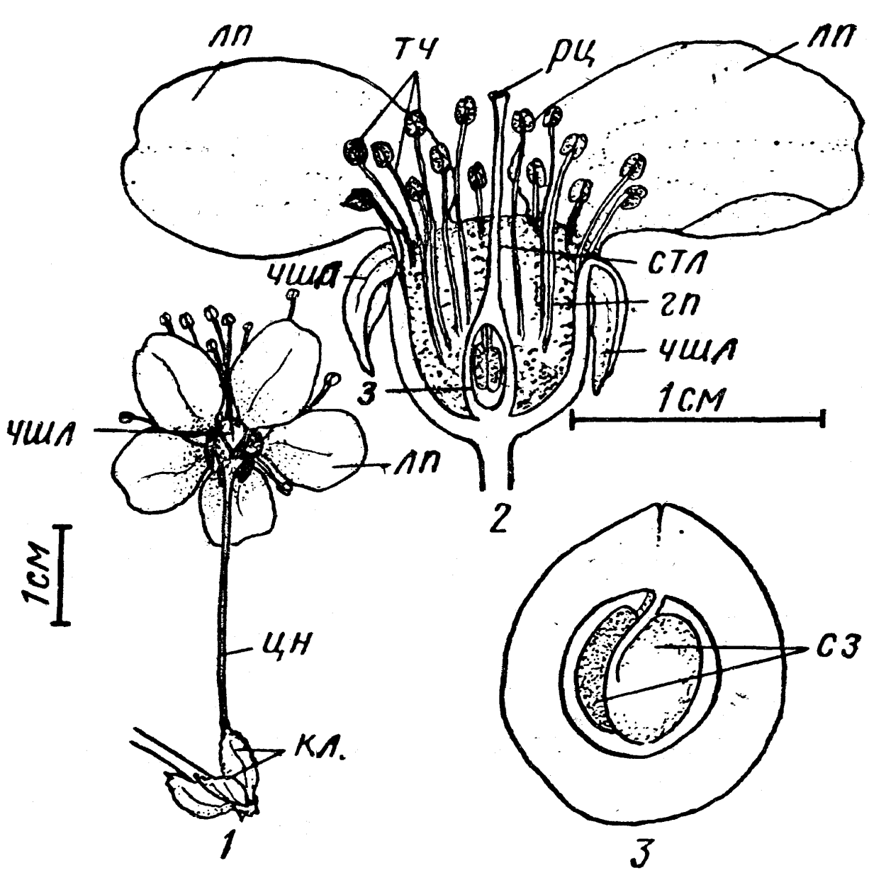 Вишня Птичья Prunus avium