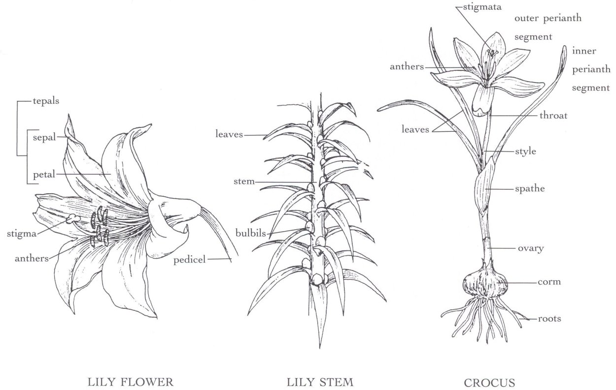 Типы плодов покрытосеменных растений