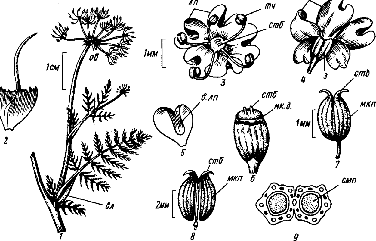 Щитковидно-метельчатые соцветия