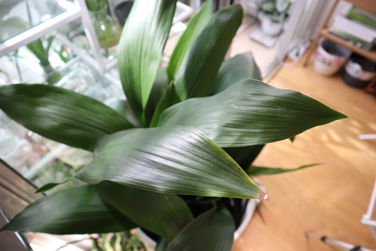 Аспидистра обланцефолиа