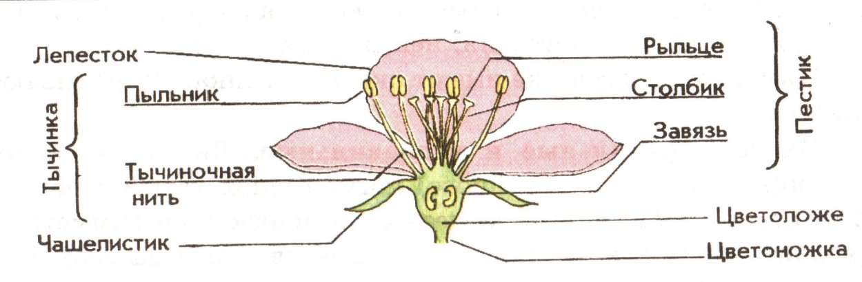 Фрондозное соцветие