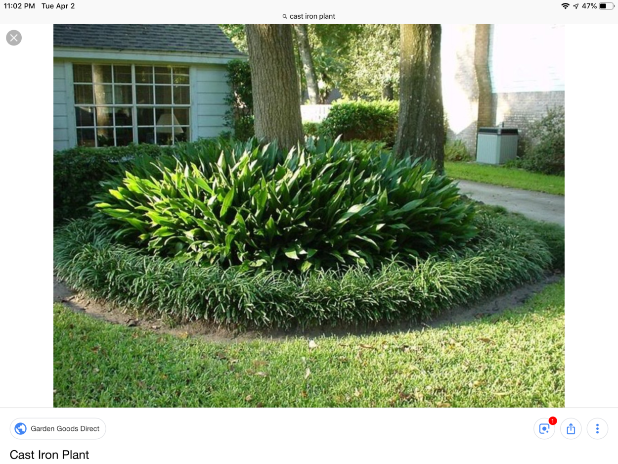 Хоста в приствольном круге