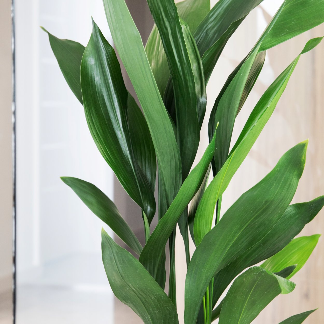 Аспидистра Садовая