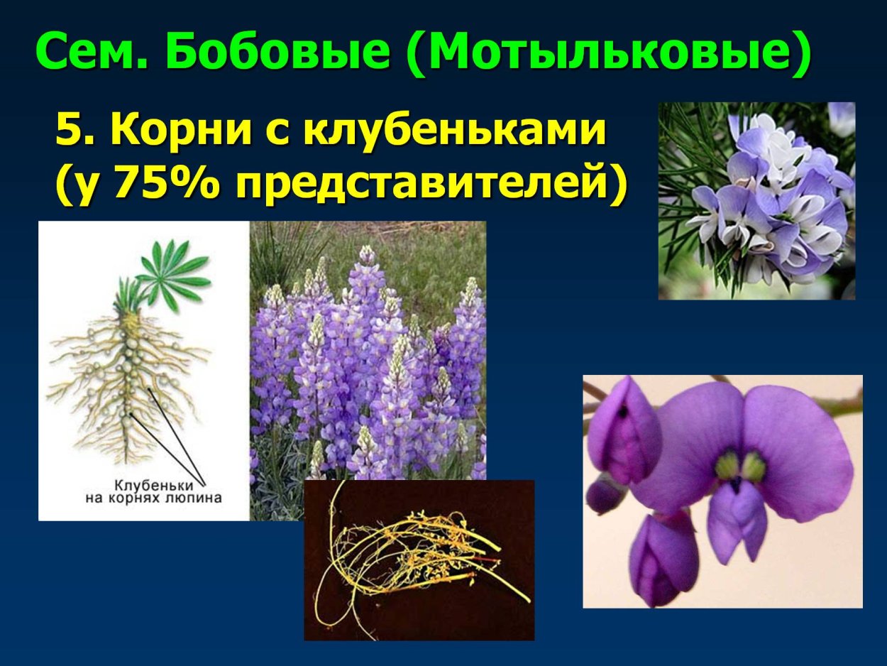 Черемуха обыкновенная диаграмма цветка