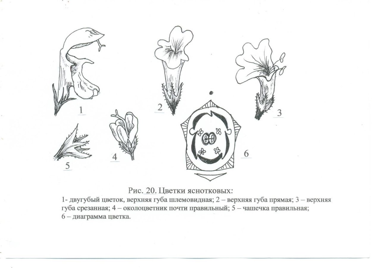 Сложноцветные соцветие корзинка