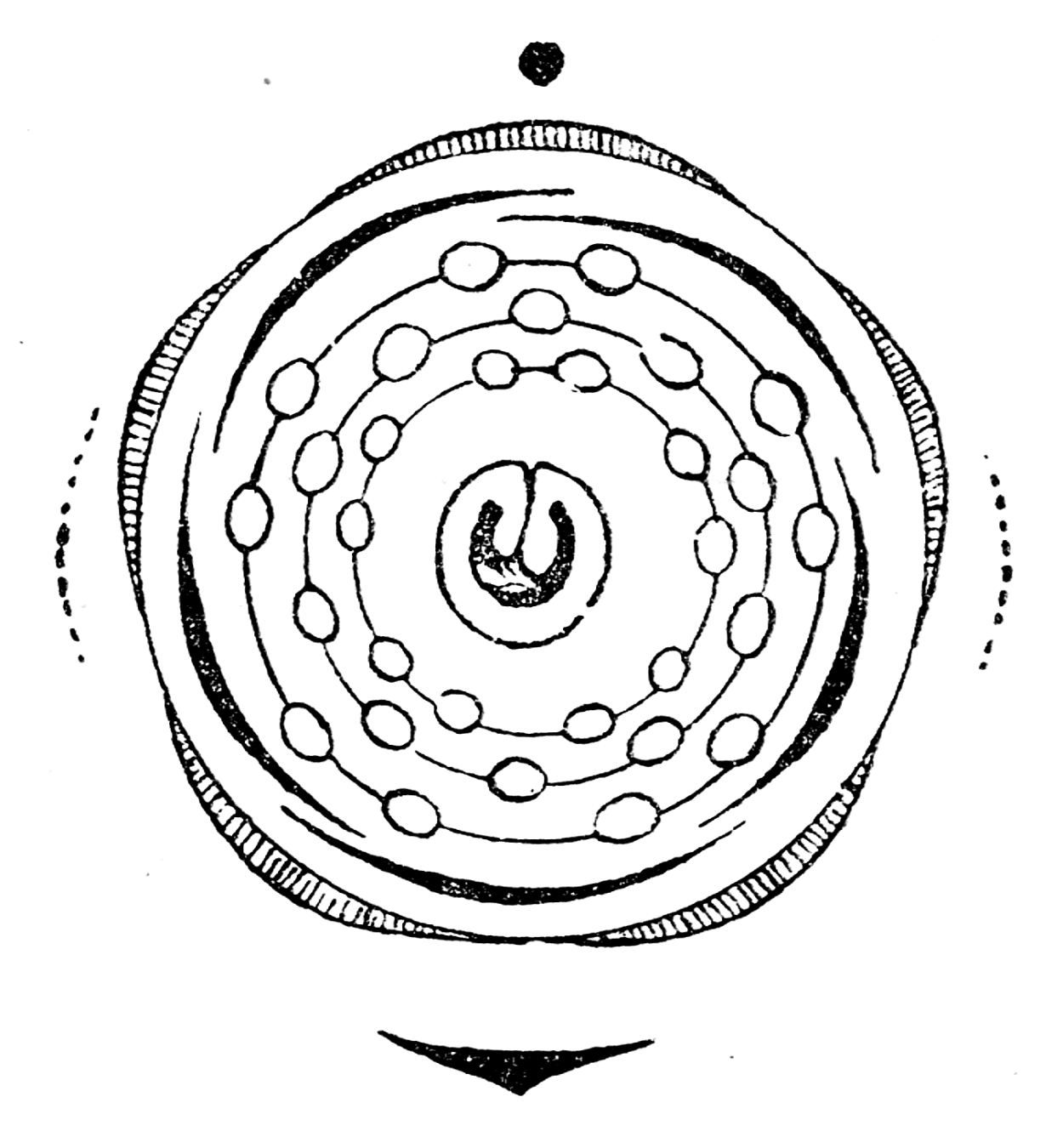 Срок жизни семейства крестоцветных