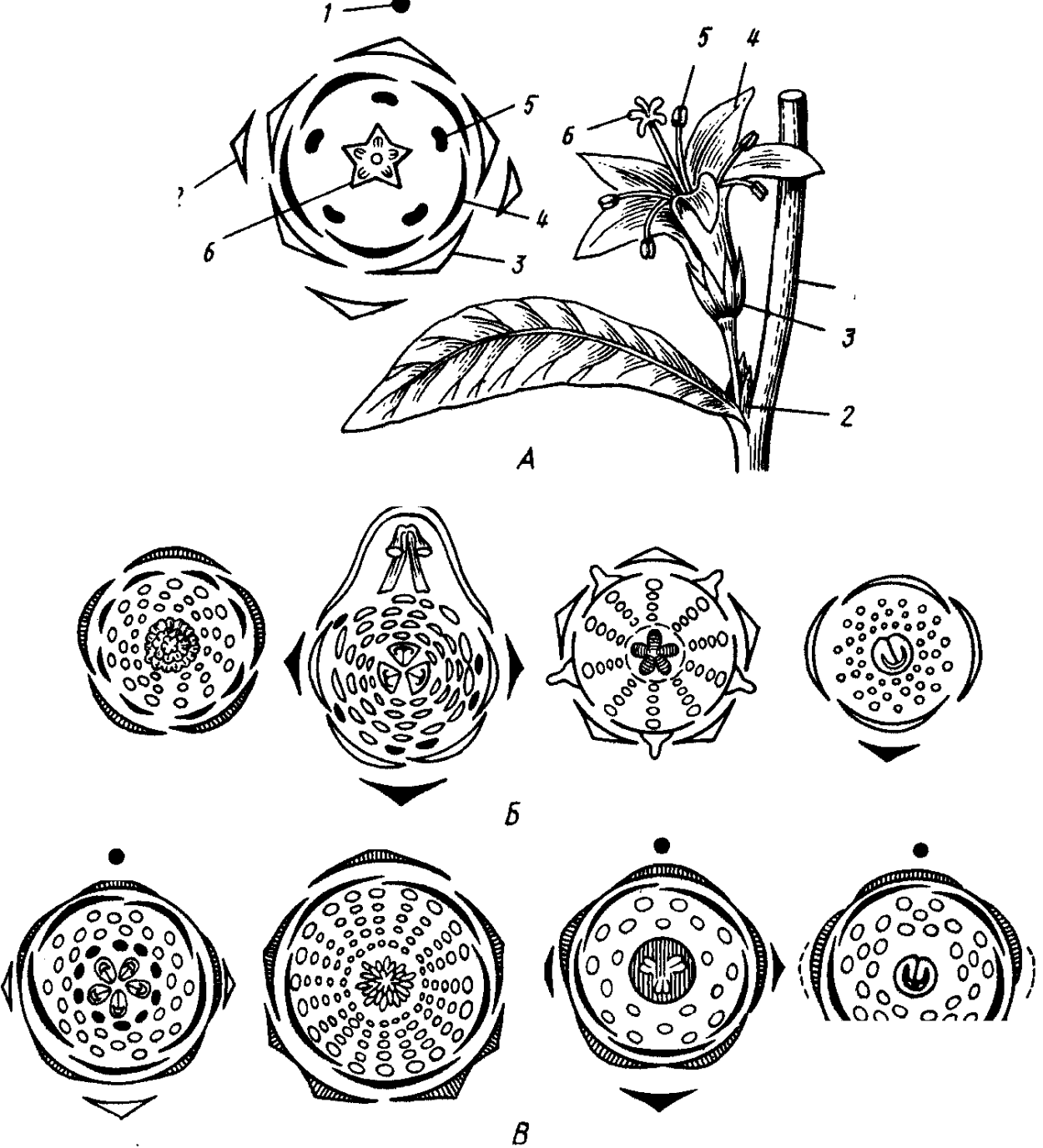 Лилия строение стебля