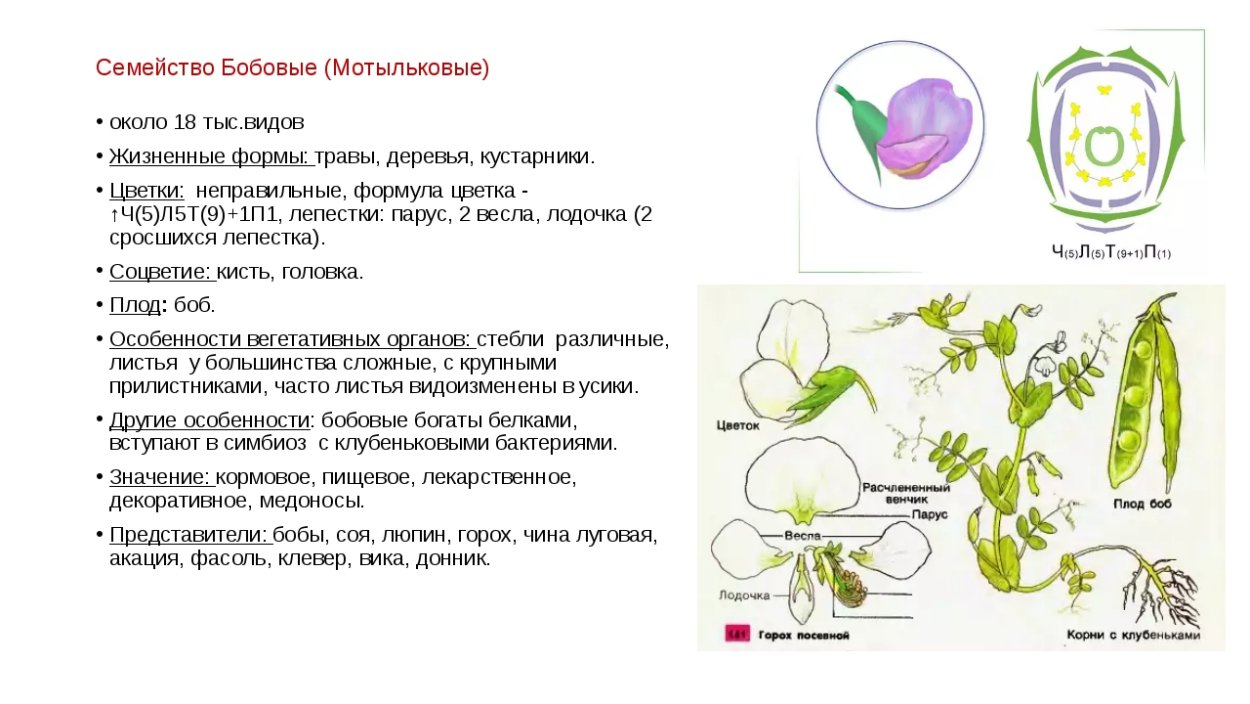 Сем зонтичные формула цветка