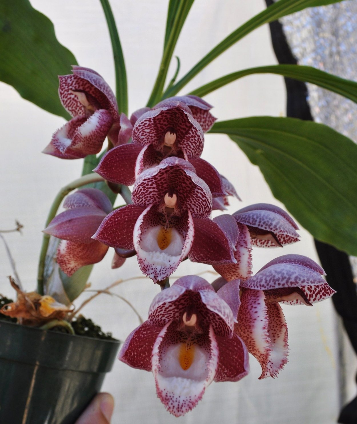 Фаленопсис Sangria