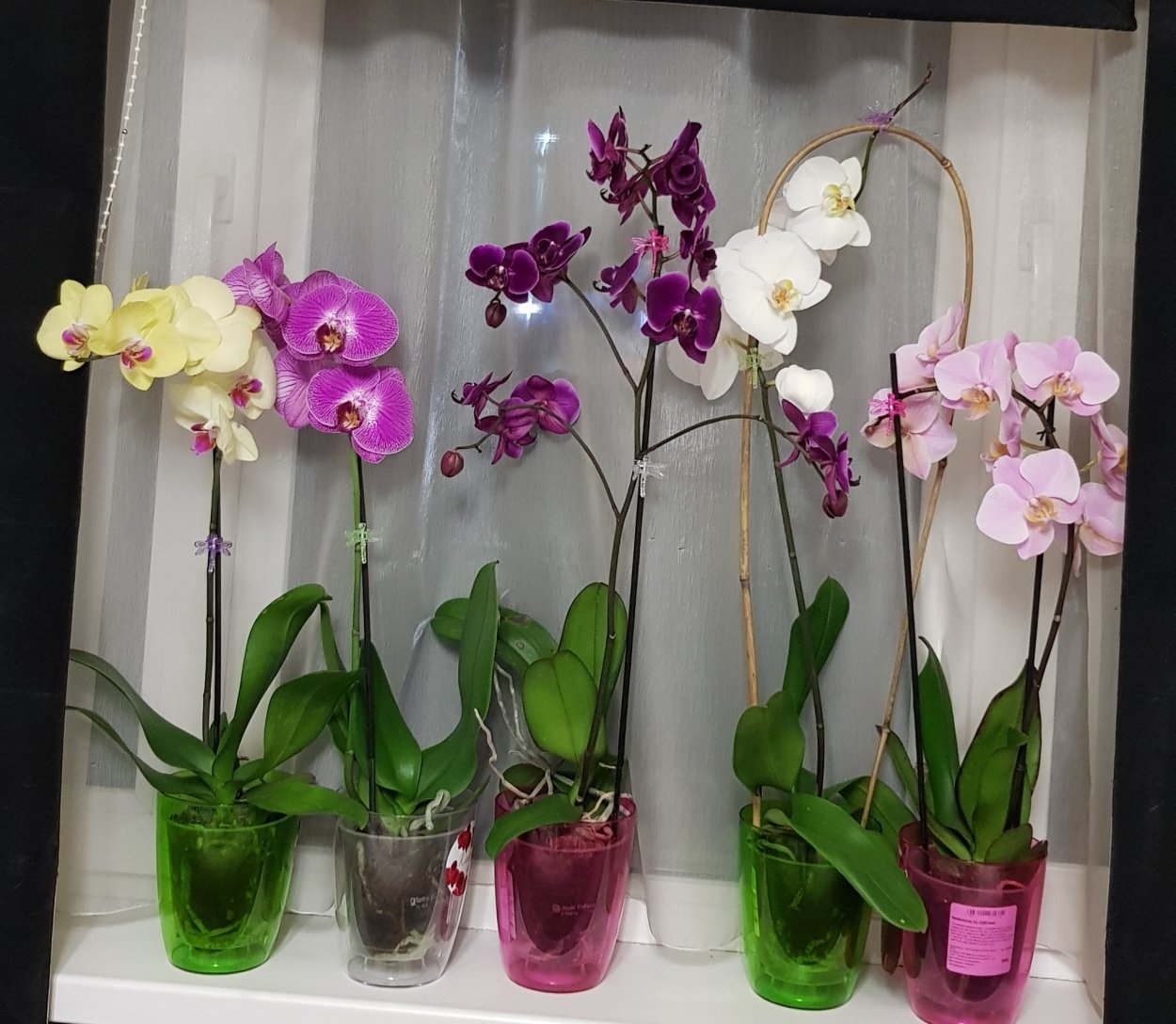 Фаленопсис Сангрия