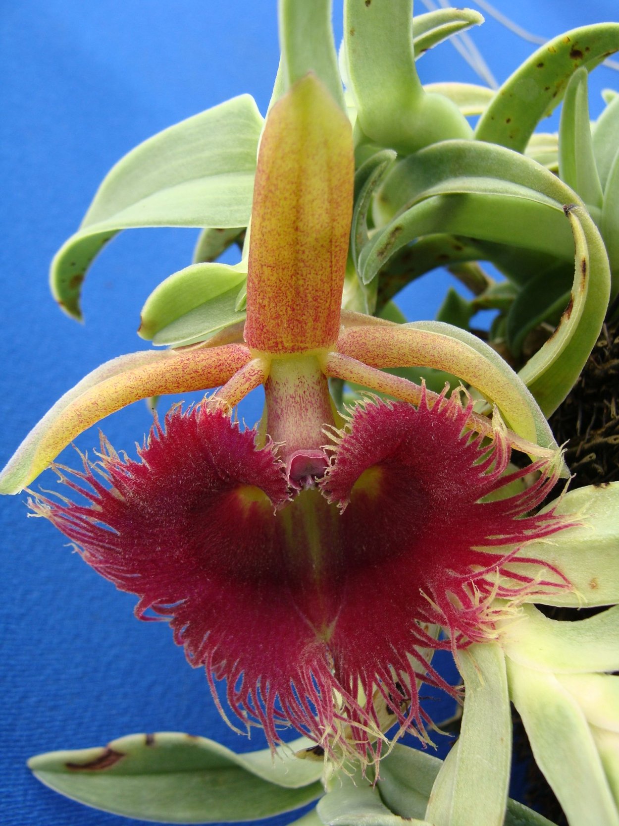 Эпидендрум медуза