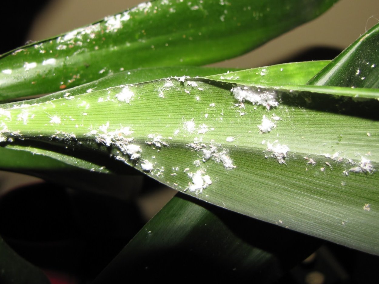 Кленовый мучнистый червец