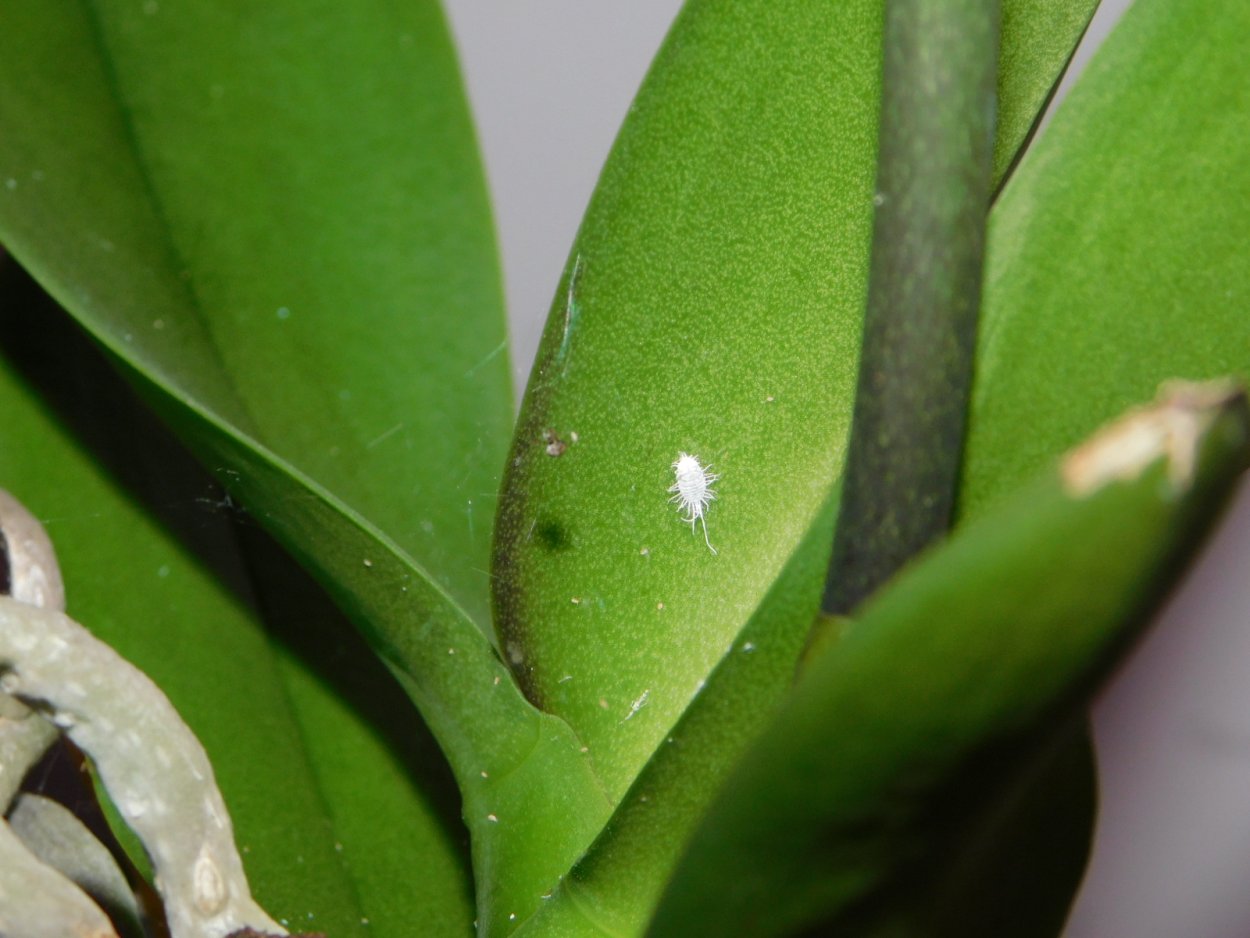 Мучнистый червец фаленопсис