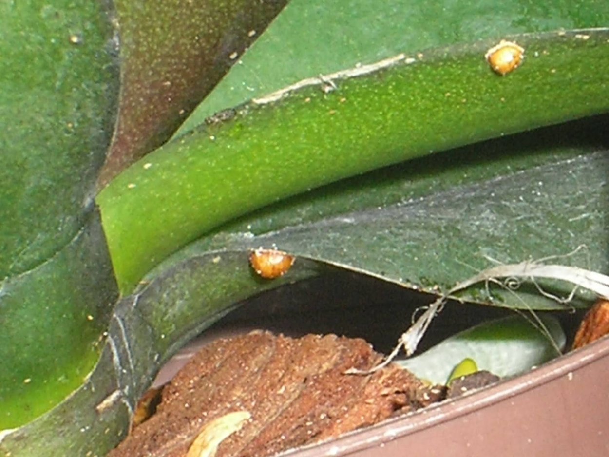 Щитовка на орхидее