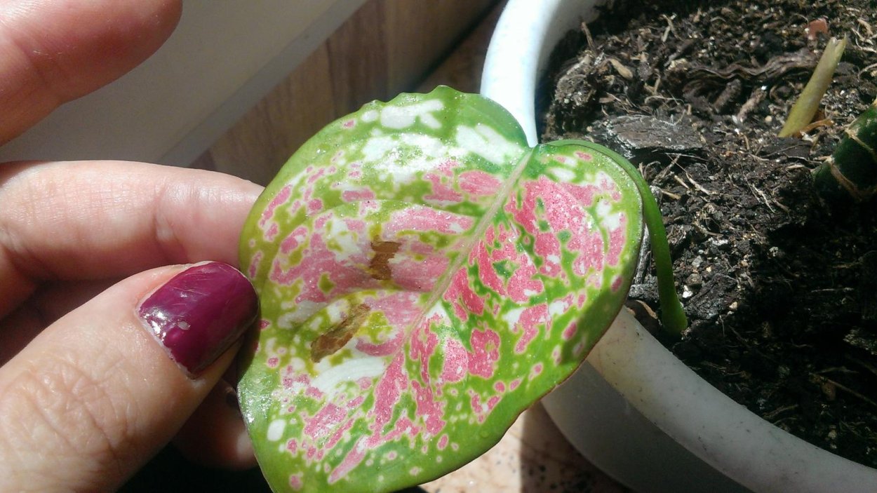 Аглаонема мучнистый червец