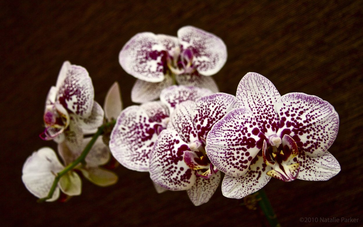 Пятнистая Орхидея фаленопсис