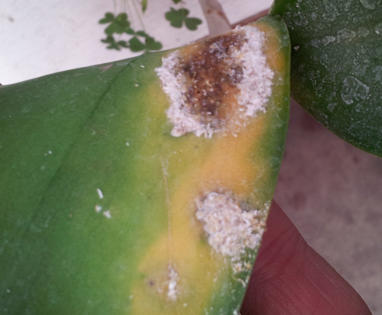 Грибок на листьях орхидеи