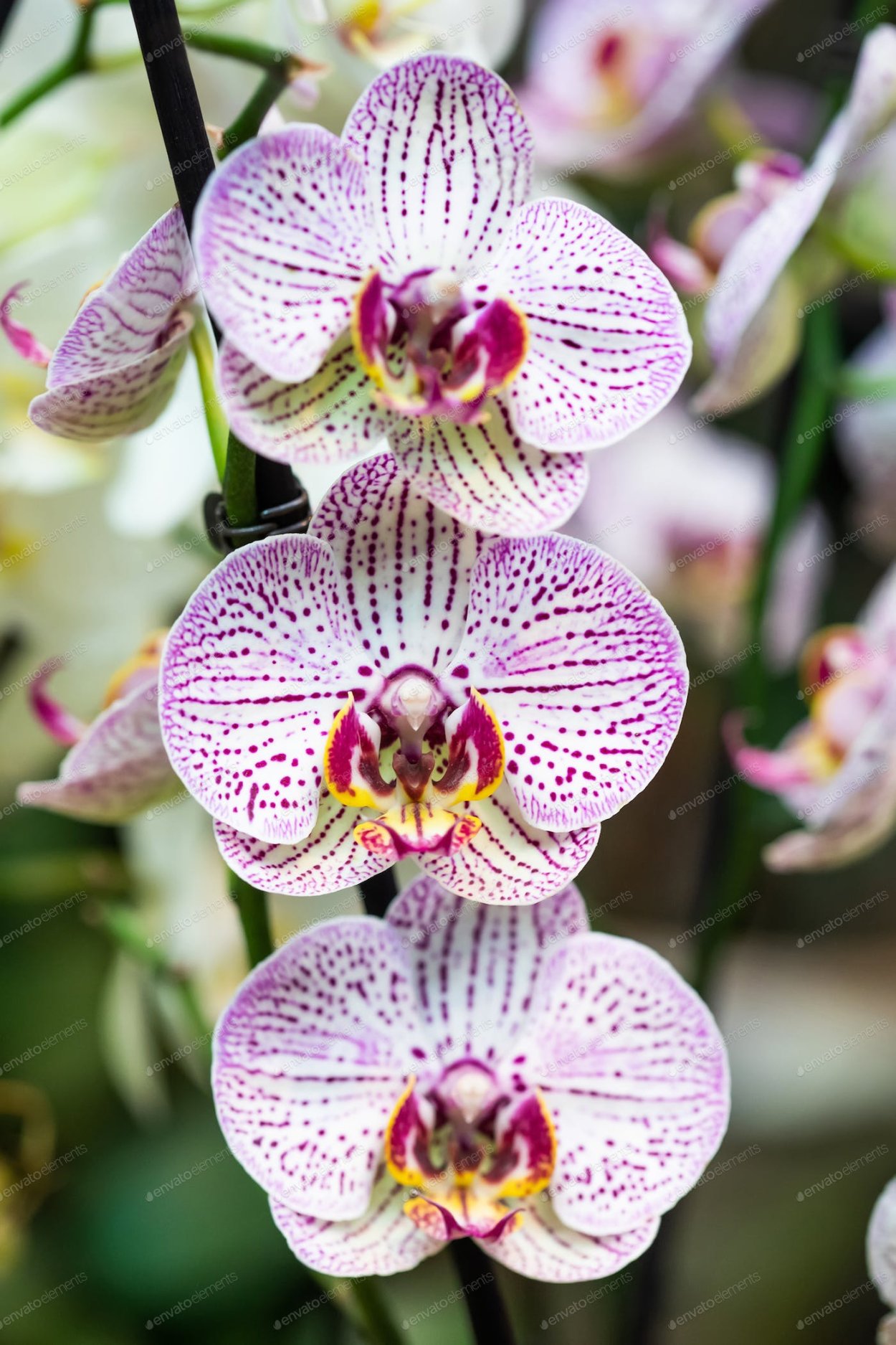 Фаленопсис White spotty