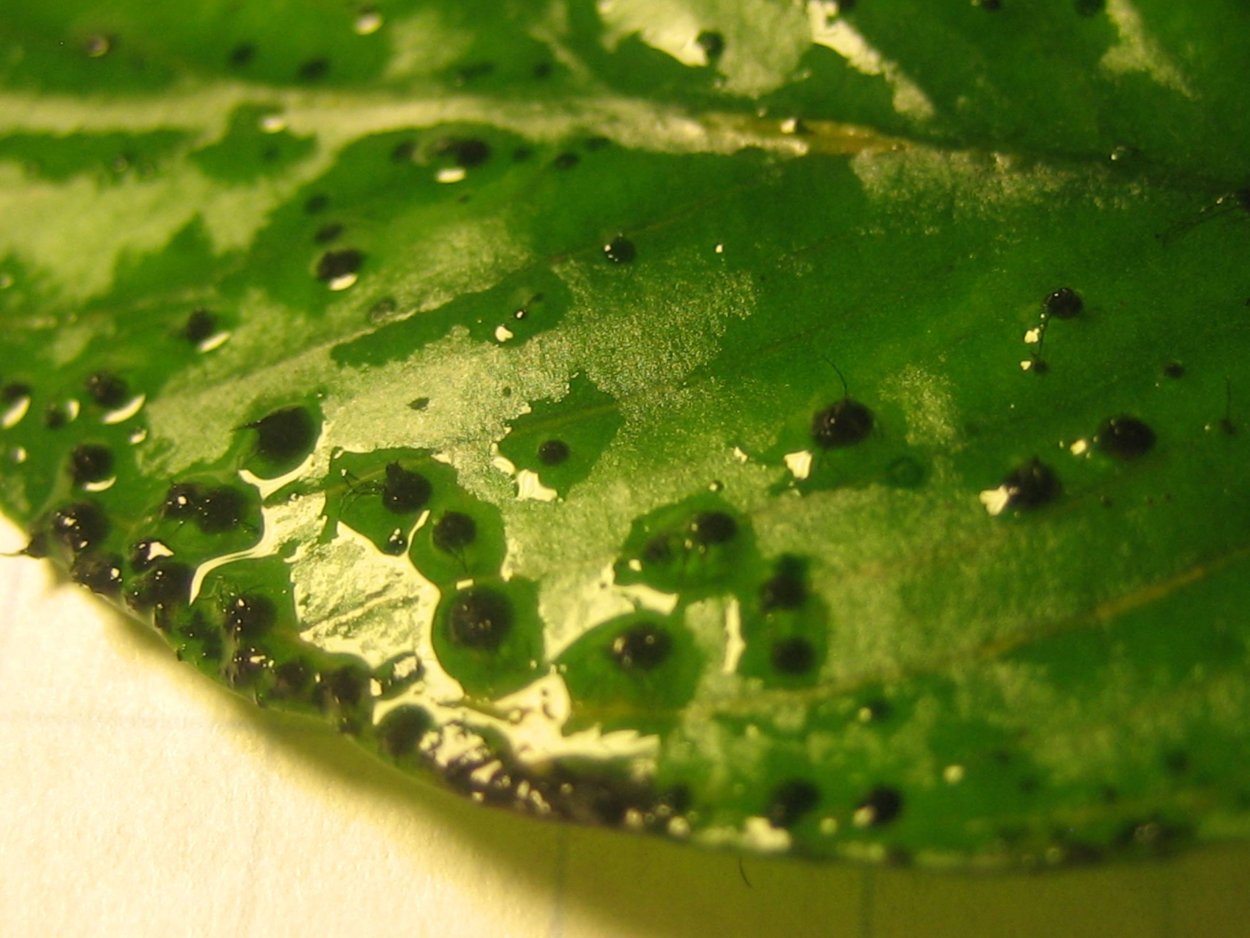 Щитовка на перце